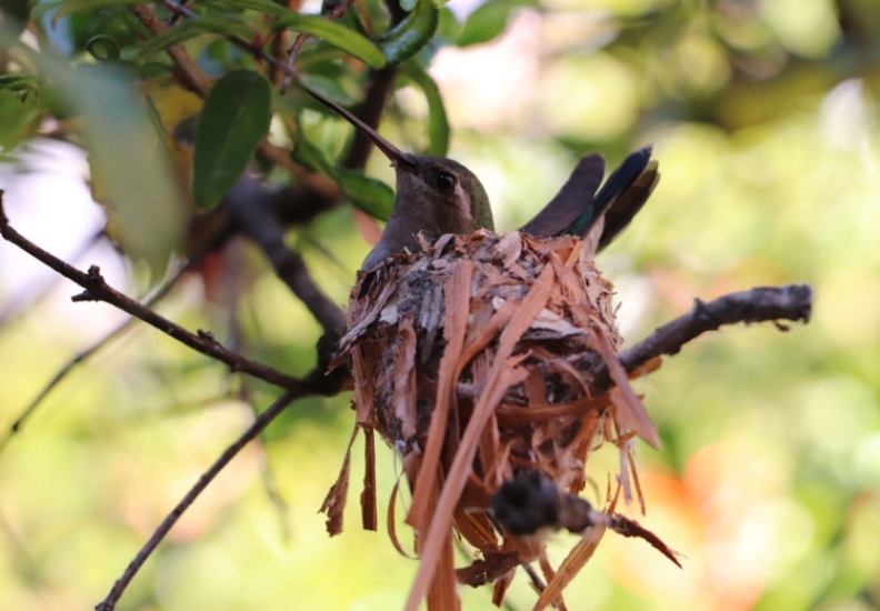 NACE UNA CRÍA DE COLIBRÍ EN SEDE AZCAPOTZALCO DEL CONSEJO CIUDADANO